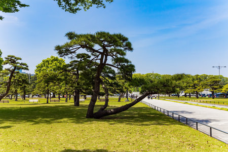 Magnificent park on the palace square. Palace of the Emperor of Japan. The residence of emperors located on the grounds of the former Edo Castle. Tokyo.のeditorial素材