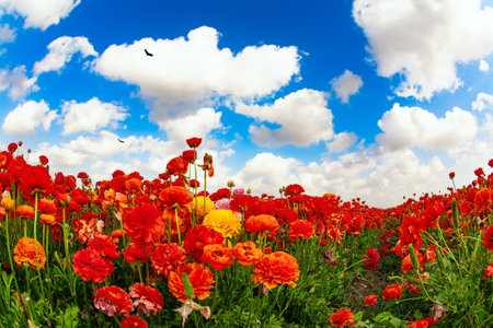 Israel. Picturesque fields of colorful bright spring flowers. The kibbutzim and moshavim of the south grow beautiful flowers. Lush flowering of spring buttercups.の写真素材