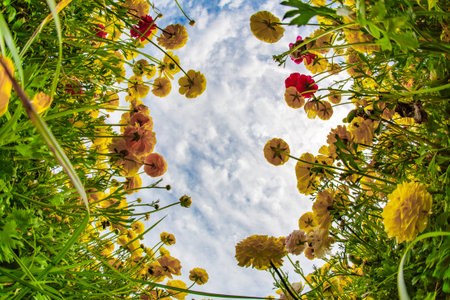 Delightful field of yellow bright spring buttercups/ranunculus. The kibbutzim of the south grow...