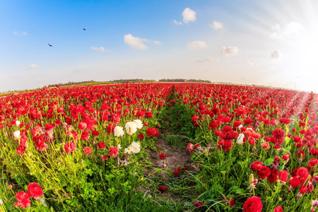Large terry burgundy color ranunculus - buttercups. Buttercup Festival in Israel. Picturesque fields of colorful bright spring flowers.の写真素材