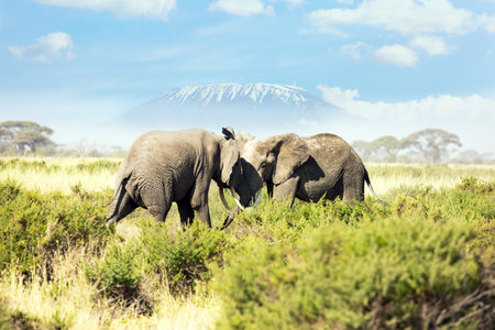 Two huge elephants fight with tusks. Kilimanjaro, with a cap of eternal snows on top. The highest mountain in Africa. Savannah with dry grass in Amboseli Park.の写真素材