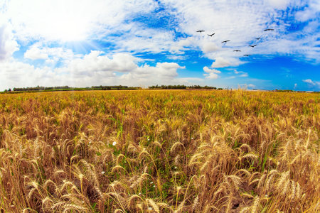 Field of ripe wheat. Flock of migratory birds flies in the sky. Cloudy spring day. Israel.の写真素材