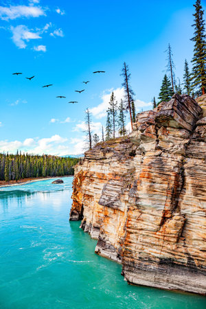 The Athabasca River is of glacial origin and turquoise in color. Jasper National Park. Steep cliff above a bend in the river. Canada, Canadian Rockies.の写真素材