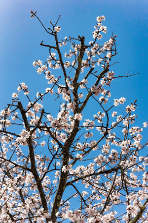 Gorgeous cherry blossom branches. Bright blue spring skyの写真素材