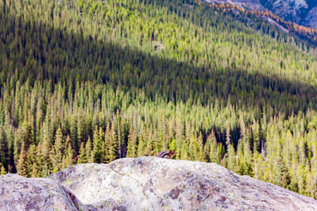 Banff Park, Alberta, Canada. Coniferous forests surround the lake. The valley of the Ten Peaks. The shores of the picturesque Moraine Lake.の写真素材