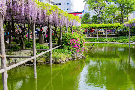 "Flower Temple" by Kameido Tenjin. Japan, Tokyo. Picturesque ponds and blooming wisteria decorate the gardens in the temple. Spring trip to the Land of the Rising Sunの写真素材