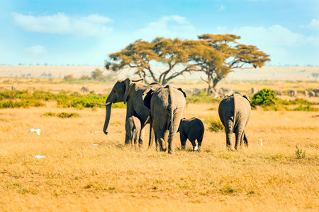 The famous African park Amboseli. Savannah with dry grass in Amboseli Park. Elephant family crossing a dirt roadの写真素材