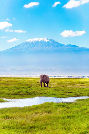 The famous African park Amboseli.  Lonely elephant grazes in the savannah. The highest mountain in Africa, Kilimanjaroの写真素材