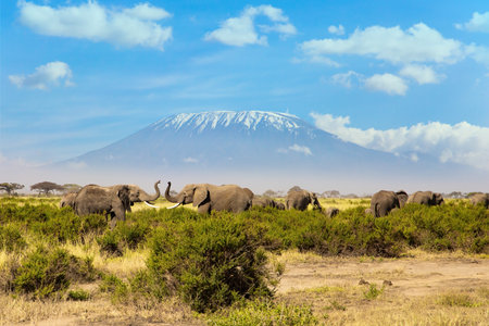 Herd of African elephants with huge ears and small tails. The park Amboseli. The highest mountain in Africa. Kilimanjaro, with a cap of eternal snows on top.の写真素材