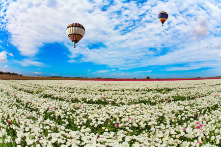 Spectacular two hot air balloons flies over the field. Delightful field of yellow bright spring buttercups/ranunculus. Cloudy spring day. Israel.の写真素材