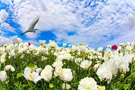 The white heron flies over the flowering field. Buttercup Festival in Israel. Bright spring clouds. Large terry white buttercups - ranunculusの写真素材