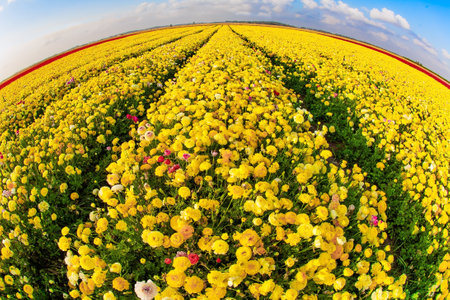 Picturesque fields of colorful bright spring flowers. The kibbutzim grow beautiful flowers. Large terry yellow and red ranunculus. Buttercup Festival in Israel.の写真素材