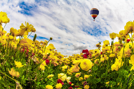 Spectacular hot air balloon flies over the field. Delightful field of yellow bright spring buttercups/ranunculus. Cloudy spring day. Israel.の写真素材