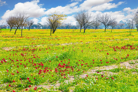 Israel. Spring festival in Beeri, on the border with the Gaza Strip. Fresh green grass and blooming anemones. Neighborhoods of Kibbutz Be'eri before the brutal Arab attack.の写真素材