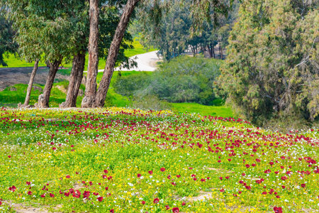 Wonderful spring day. Beautiful blooming green park. Israel. Spring festival in Beeri, on the border with the Gaza Strip. Green grass and blooming anemonesの写真素材