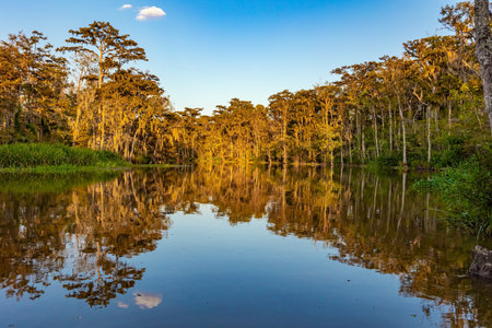 Magnificent reflections in the mirror water. Sunset. New Orleans area. Swamps of Louisiana. Journey to America. Boat excursion to the protected areas of the Mississippi Basin.の写真素材