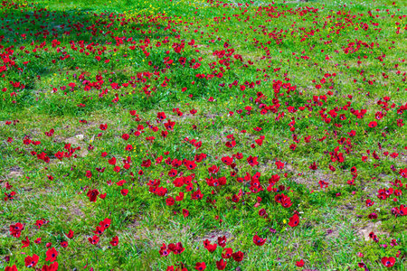 Fresh green grass and blooming anemones. Israel. Spring festival in Beeri, on the border with the Gaza Strip. Neighborhoods of Kibbutz Be'eri before the brutal Arab attack.の写真素材