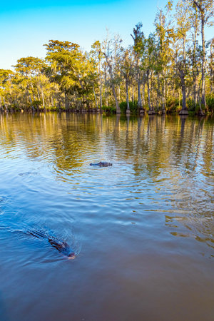 Alligators in their natural habitat. Rich wildlife in the New Orleans area. Swamps of Louisiana. Boat excursion to the protected areas of the Mississippi Basin. Journey to Americaの写真素材