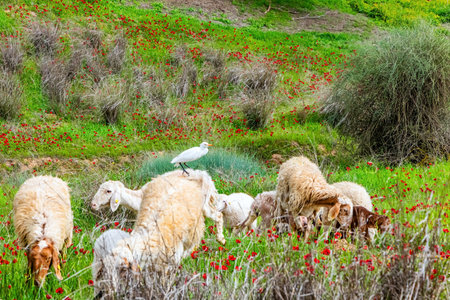 Southern border of Israel. Sheep grazing in the grass. Great white egret sitting on a sheep. Floral carpet of red anemones and yellow daisies. Spring morning.の写真素材
