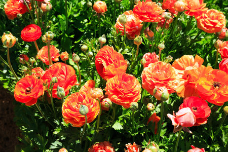 Bright large orange garden buttercups-ranunkulus. Spring day. Kibbutz in Israel on the border with the Gaza Strip.の写真素材