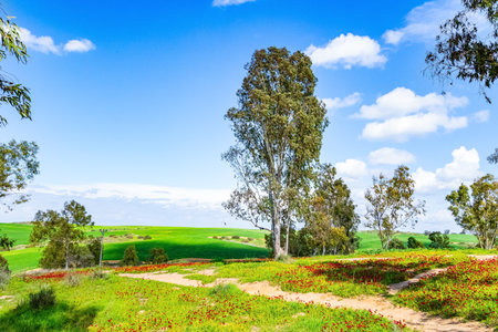 The dirt road runs among the hills. Spring morning. Blooming green and red spring. Southern border of Israel. Beautiful cloudy February day.の写真素材