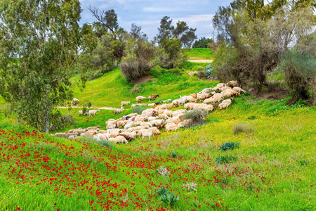 Herd of sheep grazing in hollow. Southern border of Israel. Beautiful day. Floral carpet of red anemones and yellow daisies. Spring morning.の写真素材
