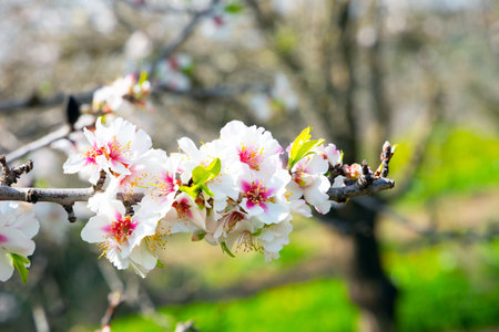 Branch of blooming almond tree with lush white-pink flowers. February in Israel. The magnificent flowers exude sweet aroma. Almond blossomed. Spring came.の写真素材
