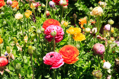 Bright yellow, pink and orange garden buttercups-ranunkulus. Spring day. Kibbutz in Israel on the border with the Gaza Strip.の写真素材