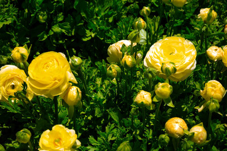 Bright large yellow garden buttercups. Kibbutz in southern Israel. Spring day. Floral carpet of...