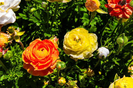 Bright yellow and orange garden buttercups-ranunkulus. Large field of blooming flowers. Spring day. Kibbutz in Israel on the border with the Gaza Strip.の写真素材