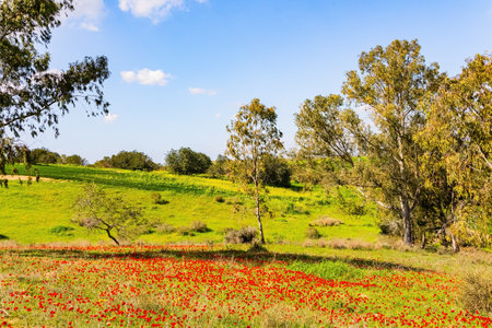 Border with the Gaza Strip after the attack. Israel. Green carpets of fresh grass and red spots of blooming anemones. Serene spring morningの写真素材