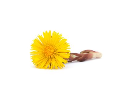 Single flower of coltsfoot (Tussilago farfara)の写真素材