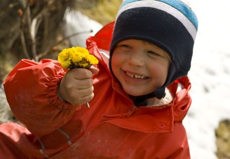 Smiling child proudly showing a bouquet of coltsfoot, one of the earliest spring flowersの写真素材