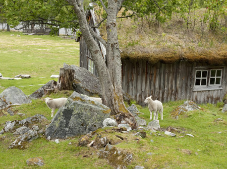 Sheep  and lambs grazing by a mountain cabinの写真素材