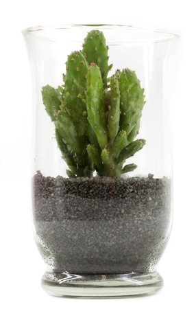 Glass vase with black sand and cactusの写真素材