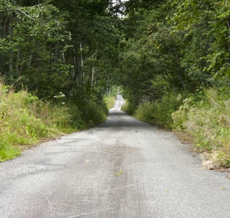 Road between green trees on a summer dayの写真素材