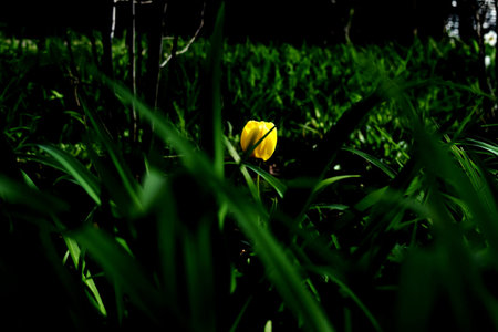 Yellow tulip in garden grassの写真素材