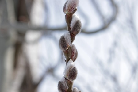 The first young buds of willow on a frosty snow dayの写真素材