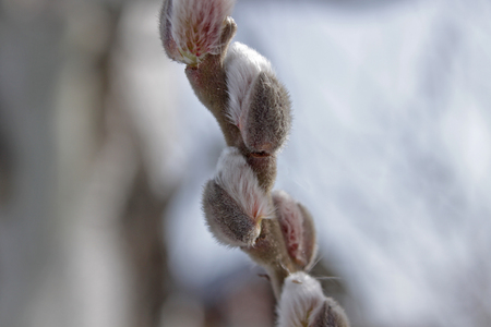 The first young buds of willow on a frosty snow dayの写真素材