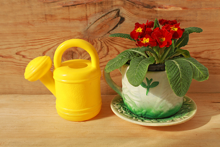 Primula Red Velvet flowers spring home plantsの写真素材