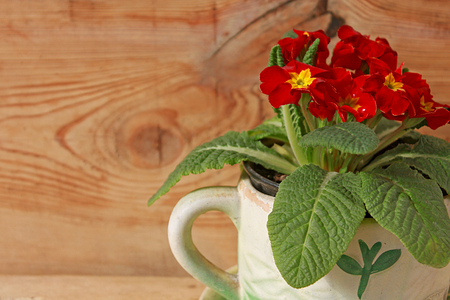 Primula Red Velvet flowers spring home plantsの写真素材