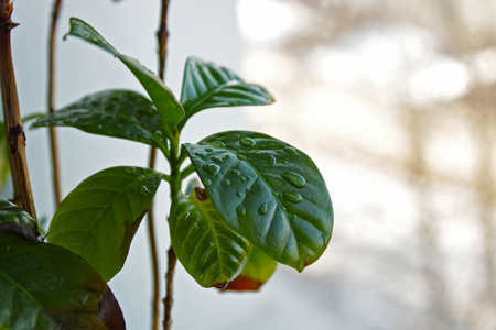 Brown spots on Coffee Arabica leaves in a potの写真素材