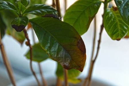 Brown spots on Coffee Arabica leaves in a potの写真素材