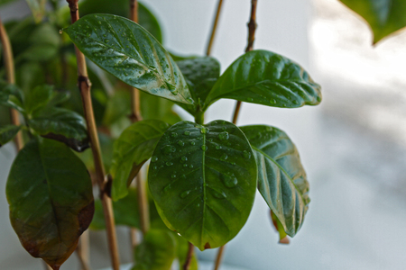 Brown spots on Coffee Arabica leaves in a potの写真素材