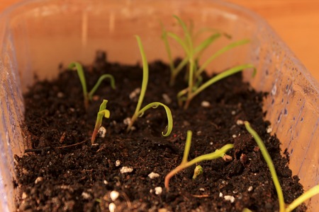 Young shoots of Spinach on the sill of the apartment. Cultivation and watering on a windowsill at home. Organic bio Spinach.の写真素材