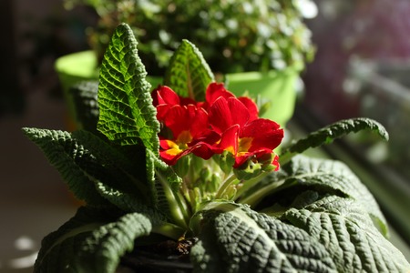 Primula beautiful spring flowers. Red Velvet has deep scarlet-red flowers, with leaves edged in bronzy-red.の写真素材