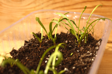 Young shoots of Spinach on the sill of the apartment. Cultivation and watering on a windowsill at home. Organic bio Spinach. Healthy food, vegetables and greens.の写真素材