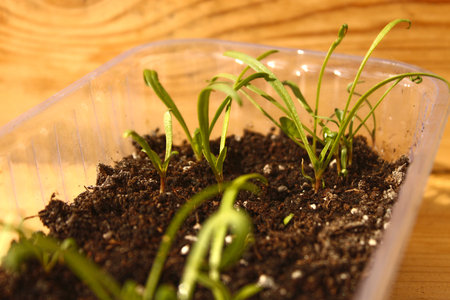 Young shoots of Spinach on the sill of the apartment. Cultivation and watering on a windowsill at home. Organic bio Spinach. Healthy food, vegetables and greens.の写真素材