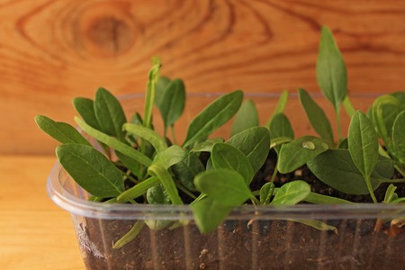 Young shoots of Spinach on the sill of the apartment. Cultivation and watering on a windowsill.の写真素材