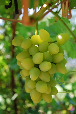 Ripe tasty white grapes grow on branches in the garden.の写真素材